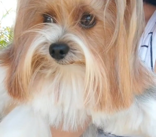 filhote-de-biewer-terrier-e-golddust-yorkshire-ter-premium-em-espirito-santoalto-em-espirito-santoalto-garantia-big-2