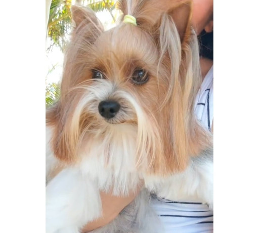 filhote-de-biewer-terrier-e-golddust-yorkshire-ter-premium-em-espirito-santoalto-em-espirito-santoalto-garantia-big-0