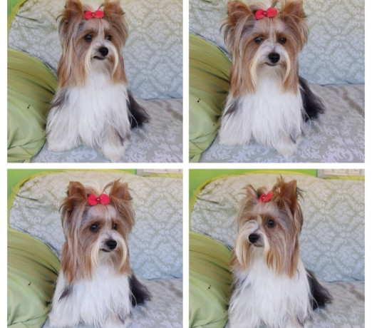 filhote-de-biewer-terrier-e-golddust-yorkshire-ter-premium-em-espirito-santoalto-em-espirito-santoalto-garantia-big-1