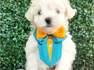 filhote-maltes-a-pronta-entrega-campinas-sp-vend-de-selecionado-em-sao-paulo-r-290000-r-290000