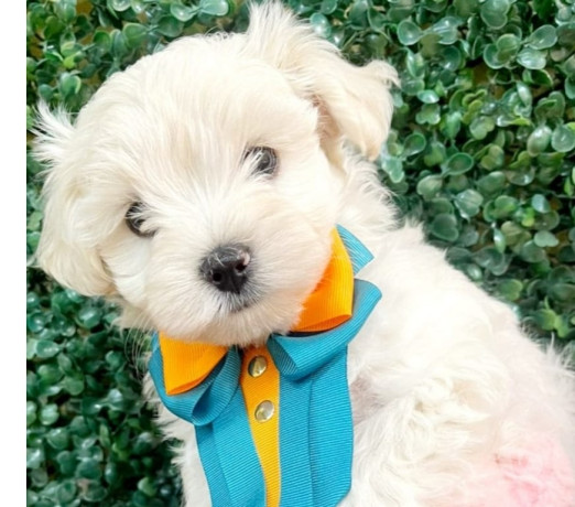 filhote-maltes-a-pronta-entrega-campinas-sp-vend-de-selecionado-em-sao-paulo-r-290000-r-290000-big-3