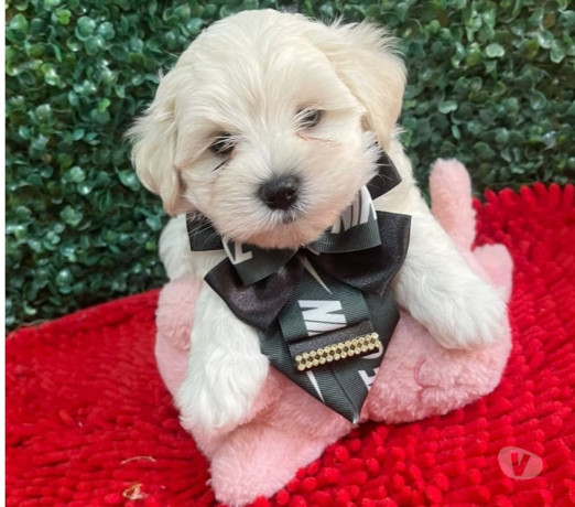 filhote-maltes-a-pronta-entrega-campinas-sp-vend-de-selecionado-em-sao-paulo-r-290000-r-290000-big-1