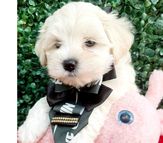 filhote-maltes-a-pronta-entrega-campinas-sp-vend-de-selecionado-em-sao-paulo-r-290000-r-290000-big-2