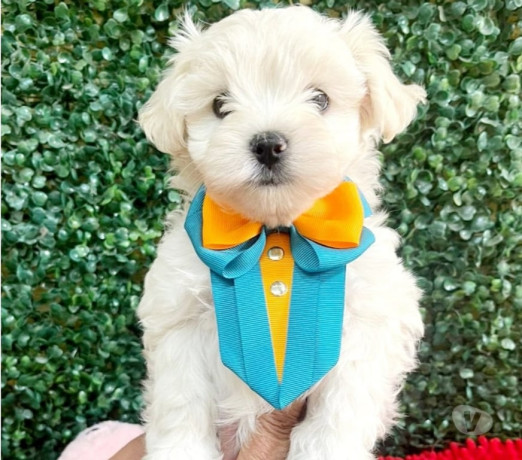 filhote-maltes-a-pronta-entrega-campinas-sp-vend-de-selecionado-em-sao-paulo-r-290000-r-290000-big-0