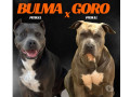 filhotes-pitbull-apbt-jundiai-sp-venda-de-filh-premium-em-sao-paulo-small-0