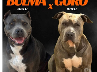 filhotes-pitbull-apbt-jundiai-sp-venda-de-filh-premium-em-sao-paulo