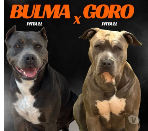 filhotes-pitbull-apbt-jundiai-sp-venda-de-filh-premium-em-sao-paulo-big-0