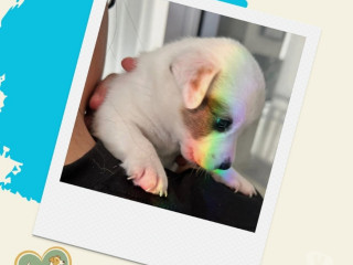 filhotes-jack-russel-abc-paulista-outros-bairros-de-selecionado-em-sao-paulo