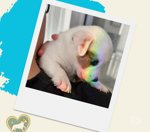 filhotes-jack-russel-abc-paulista-outros-bairros-de-selecionado-em-sao-paulo-big-0