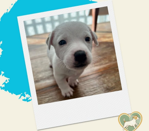 filhotes-jack-russel-abc-paulista-outros-bairros-de-selecionado-em-sao-paulo-big-2