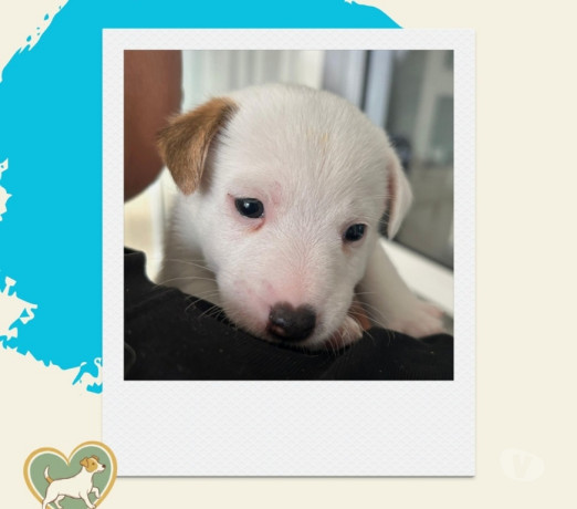 filhotes-jack-russel-abc-paulista-outros-bairros-de-selecionado-em-sao-paulo-big-3