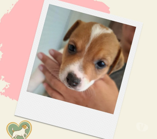 filhotes-jack-russel-abc-paulista-outros-bairros-de-selecionado-em-sao-paulo-big-4