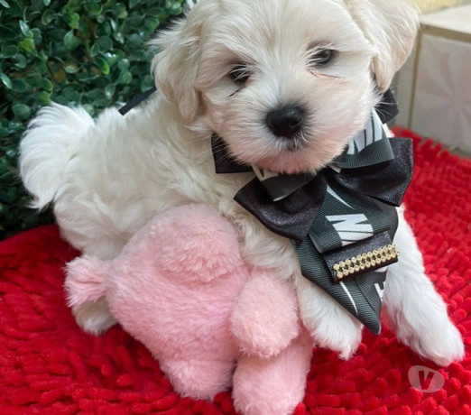 filhote-de-maltes-campinas-sp-venda-de-filhotes-em-sao-paulo-produtoservico-com-certificacao-de-qualidade-oportunidade-unica-big-2