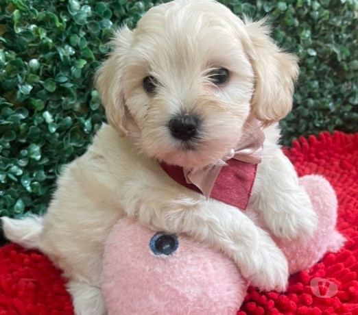 filhote-de-maltes-campinas-sp-venda-de-filhotes-em-sao-paulo-produtoservico-com-certificacao-de-qualidade-oportunidade-unica-big-4