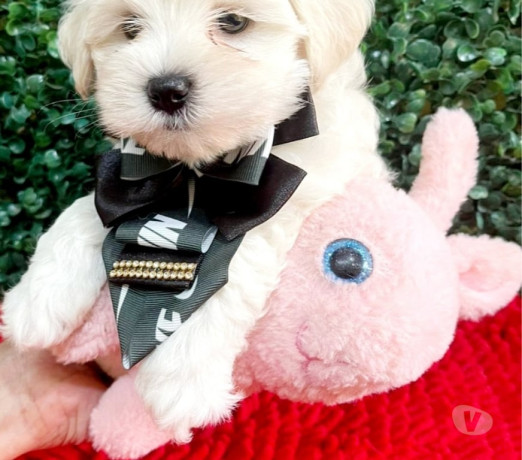 filhote-de-maltes-campinas-sp-venda-de-filhotes-em-sao-paulo-produtoservico-com-certificacao-de-qualidade-oportunidade-unica-big-3