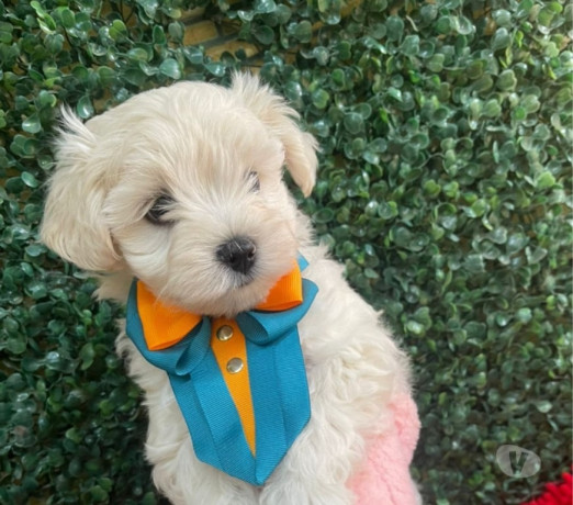 filhote-de-maltes-campinas-sp-venda-de-filhotes-em-sao-paulo-produtoservico-com-certificacao-de-qualidade-oportunidade-unica-big-1