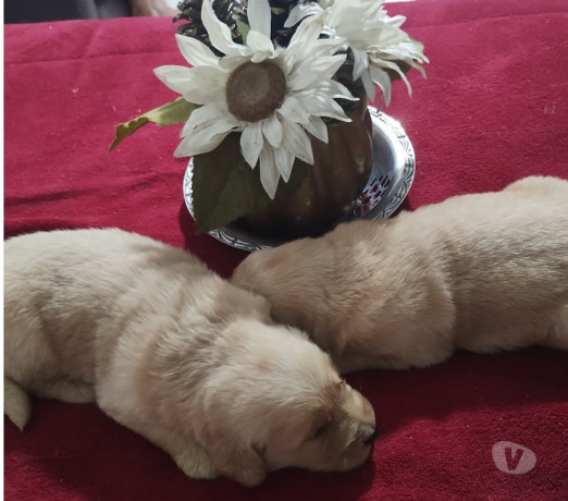 golden-retriveir-lindos-filhotes-ilha-do-governado-em-rio-de-atendimento-personalizado-e-especializado-entrega-imediata-big-0