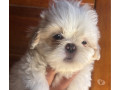 filhote-de-shihtzu-macho-branco-guaruja-sp-disponivel-premium-em-sao-paulo-small-1