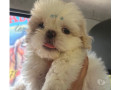 filhote-de-shihtzu-macho-branco-guaruja-sp-disponivel-premium-em-sao-paulo-small-0