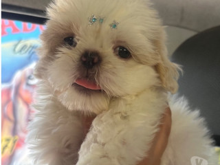filhote-de-shihtzu-macho-branco-guaruja-sp-disponivel-premium-em-sao-paulo