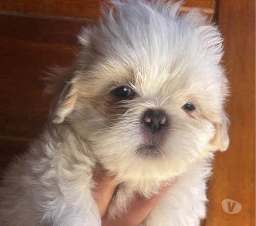 filhote-de-shihtzu-macho-branco-guaruja-sp-disponivel-premium-em-sao-paulo-big-1