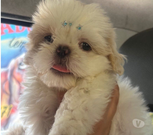 filhote-de-shihtzu-macho-branco-guaruja-sp-disponivel-premium-em-sao-paulo-big-0