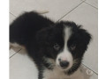 border-collie-macho-pronta-entrega-engenho-novo-em-rio-de-atendimento-personalizado-e-especializado-small-0