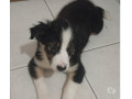 border-collie-macho-pronta-entrega-engenho-novo-em-rio-de-atendimento-personalizado-e-especializado-small-1