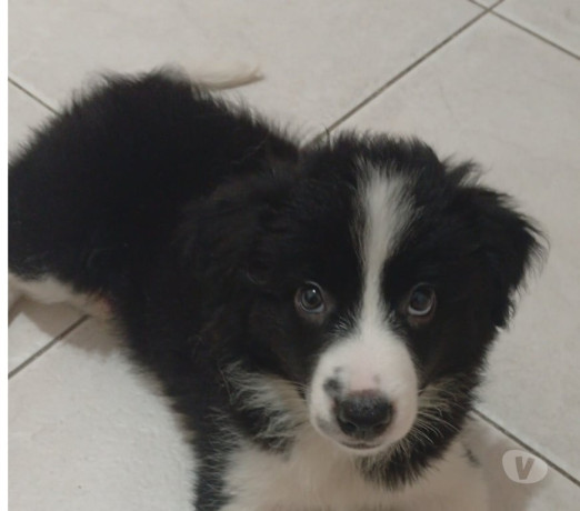 border-collie-macho-pronta-entrega-engenho-novo-em-rio-de-atendimento-personalizado-e-especializado-big-0