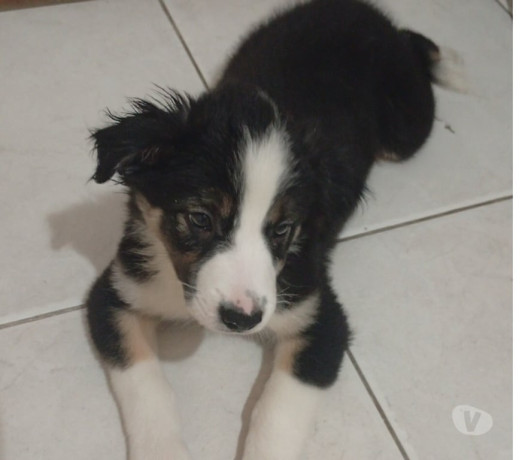 border-collie-macho-pronta-entrega-engenho-novo-em-rio-de-atendimento-personalizado-e-especializado-big-1