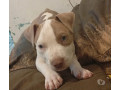 filhote-american-bully-tijuca-venda-de-filhotes-de-qualidade-em-rio-de-condicao-especial-small-2