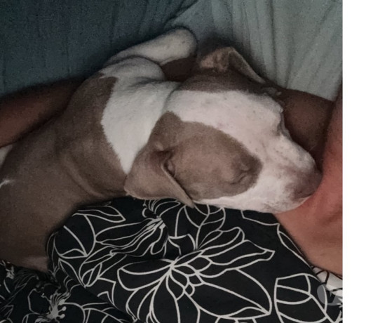 filhote-american-bully-tijuca-venda-de-filhotes-de-qualidade-em-rio-de-condicao-especial-big-1