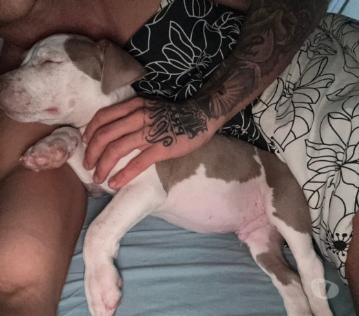 filhote-american-bully-tijuca-venda-de-filhotes-de-qualidade-em-rio-de-condicao-especial-big-0