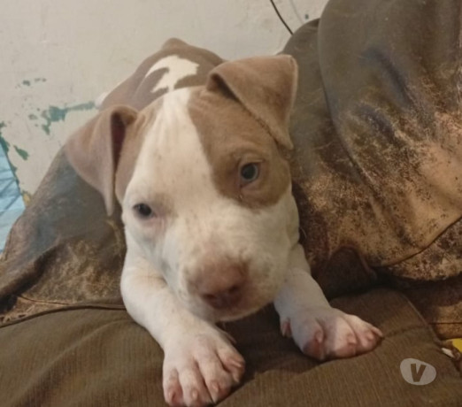 filhote-american-bully-tijuca-venda-de-filhotes-de-qualidade-em-rio-de-condicao-especial-big-2