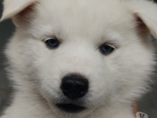 vende-se-huskys-siberianos-puro-outros-bairros-sao-de-qualidade-em-sao-paulo