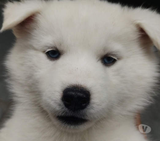 vende-se-huskys-siberianos-puro-outros-bairros-sao-de-qualidade-em-sao-paulo-big-0