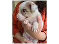 border-collie-red-merle-marrom-e-branco-macuco-rj-melhor-oferta-rio-de-entrega-imediata-small-4