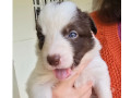border-collie-red-merle-marrom-e-branco-macuco-rj-melhor-oferta-rio-de-entrega-imediata-small-1