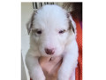border-collie-red-merle-marrom-e-branco-macuco-rj-melhor-oferta-rio-de-entrega-imediata-small-2