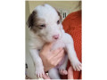 border-collie-red-merle-marrom-e-branco-macuco-rj-melhor-oferta-rio-de-entrega-imediata-small-3