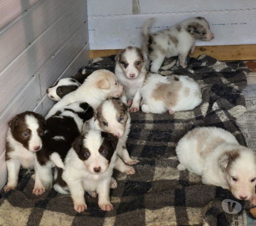border-collie-red-merle-marrom-e-branco-macuco-rj-melhor-oferta-rio-de-entrega-imediata-big-0