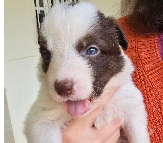 border-collie-red-merle-marrom-e-branco-macuco-rj-melhor-oferta-rio-de-entrega-imediata-big-1
