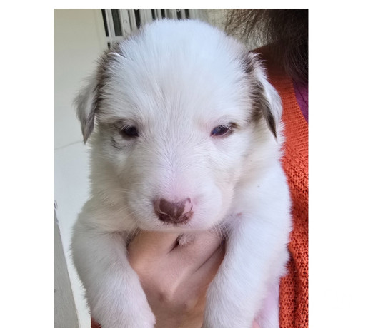 border-collie-red-merle-marrom-e-branco-macuco-rj-melhor-oferta-rio-de-entrega-imediata-big-2