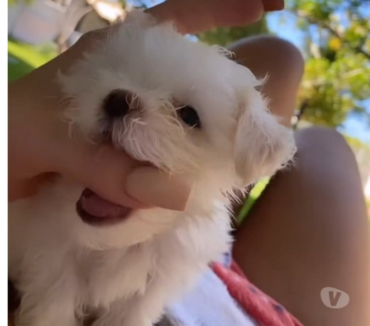 lindos-filhotes-de-maltes-raca-pura-disponivel-ipa-premium-em-minas-geraisipatinga-em-minas-geraisipatinga-big-4