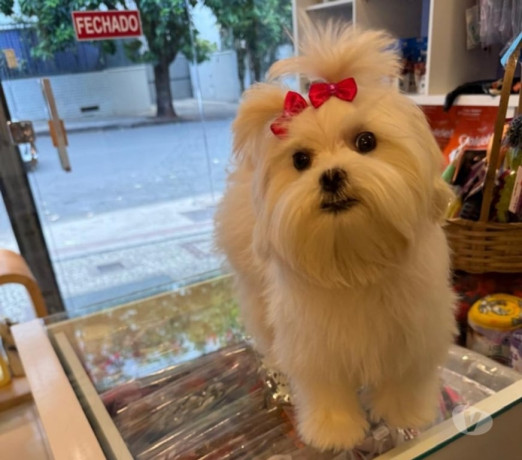 lindos-filhotes-de-maltes-raca-pura-disponivel-ipa-premium-em-minas-geraisipatinga-em-minas-geraisipatinga-big-0