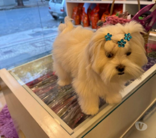 lindos-filhotes-de-maltes-raca-pura-disponivel-ipa-premium-em-minas-geraisipatinga-em-minas-geraisipatinga-big-2