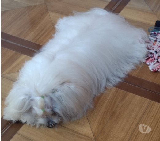 lindos-filhotes-de-maltes-raca-pura-disponivel-ipa-premium-em-minas-geraisipatinga-em-minas-geraisipatinga-big-3