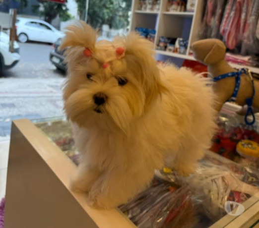 lindos-filhotes-de-maltes-raca-pura-disponivel-ipa-premium-em-minas-geraisipatinga-em-minas-geraisipatinga-big-1