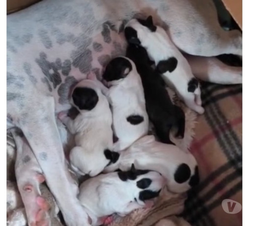 venda-de-filhotes-bulldog-frances-cachoeirinha-sul-melhor-oferta-rio-grande-big-0