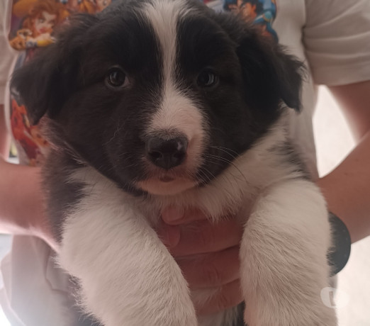 border-collie-presenteie-com-inteligencia-e-aleg-em-sao-paulo-entrega-rapida-e-garantia-de-satisfacao-big-2